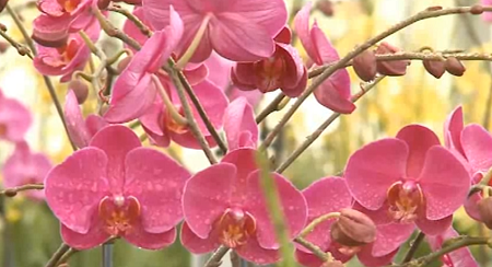 arroser phalaenopsis