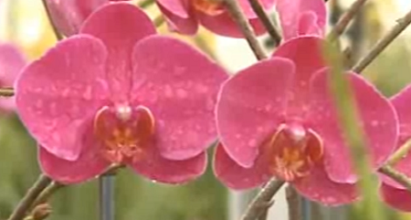 arrosage phalaenopsis