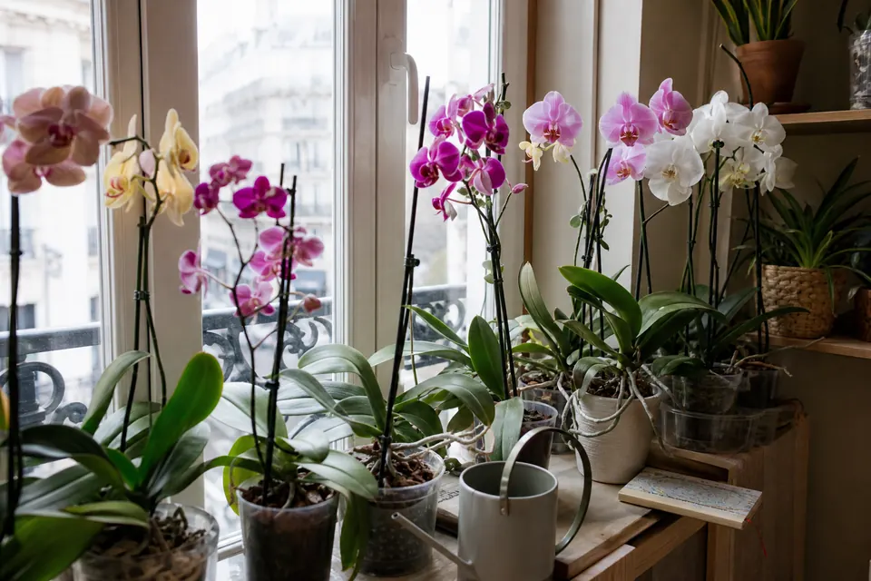 Collection de phalaenopsis de différentes couleurs sur une grande étagère près d’une fenêtre