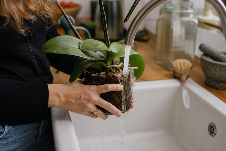 Phalaenopsis arrosé sous un filet d’eau du robinet de l’évier