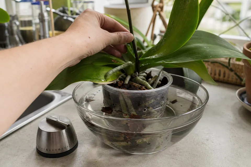 Phalaenopsis plongé dans un saladier d’eau pour un arrosage par trempage