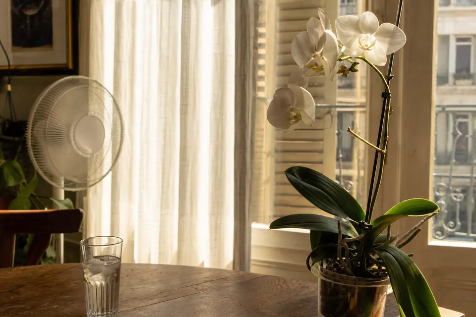 Phalaenopsis à l’abri du soleil direct derrière un voilage, un été de forte chaleur