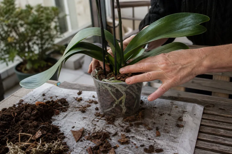 Phalaenopsis fraîchement rempoté dans de l’écorce neuve, posé sur un journal