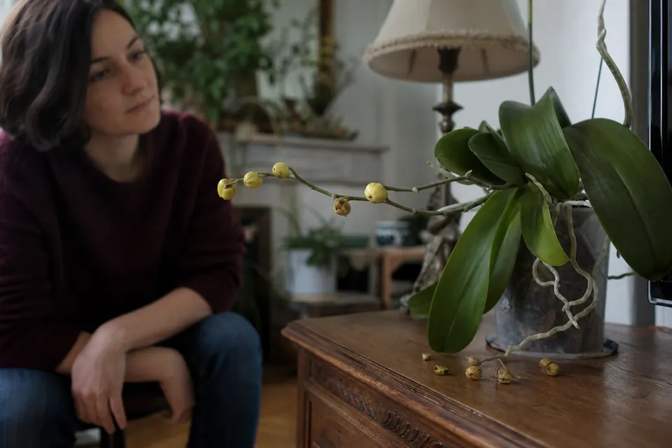 Boutons floraux jaunis tombés au pied d’un phalaenopsis sur une commode