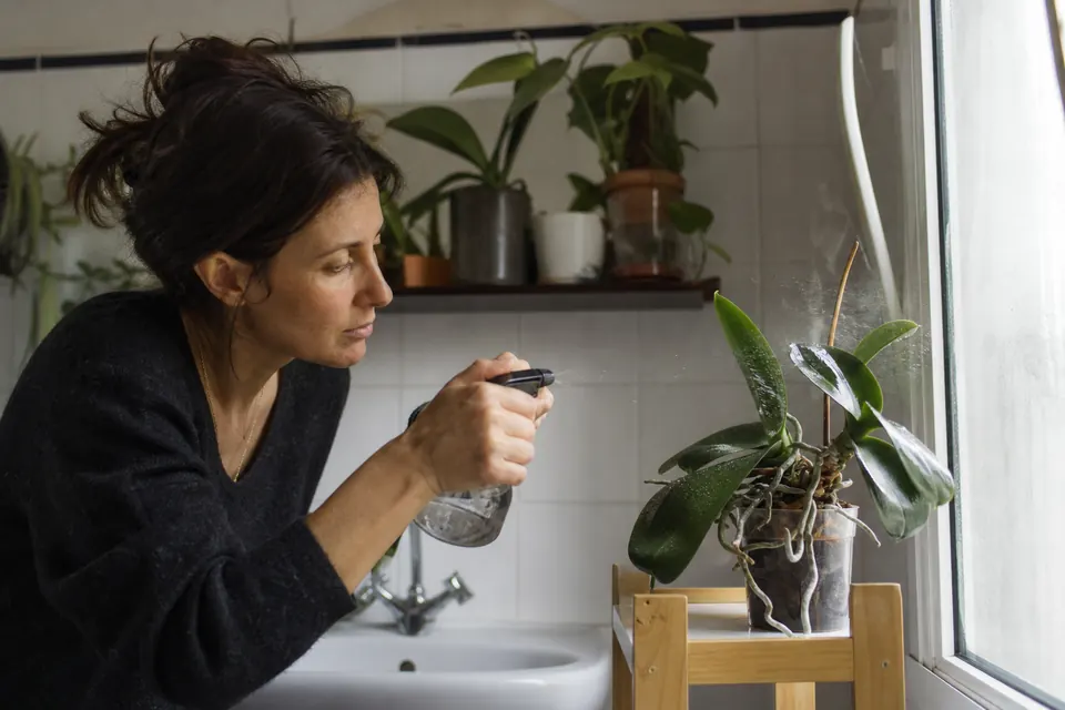 Une personne brumise les racines aériennes d’un phalaenopsis avec un vaporisateur