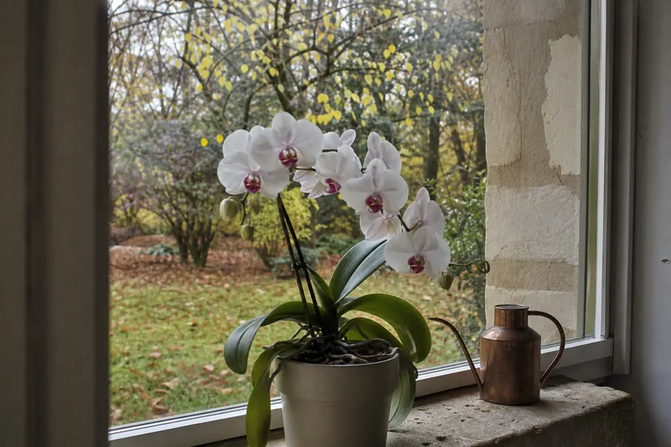 Phalaenopsis sur une fenêtre dont la vue montre les feuilles d’automne du jardin