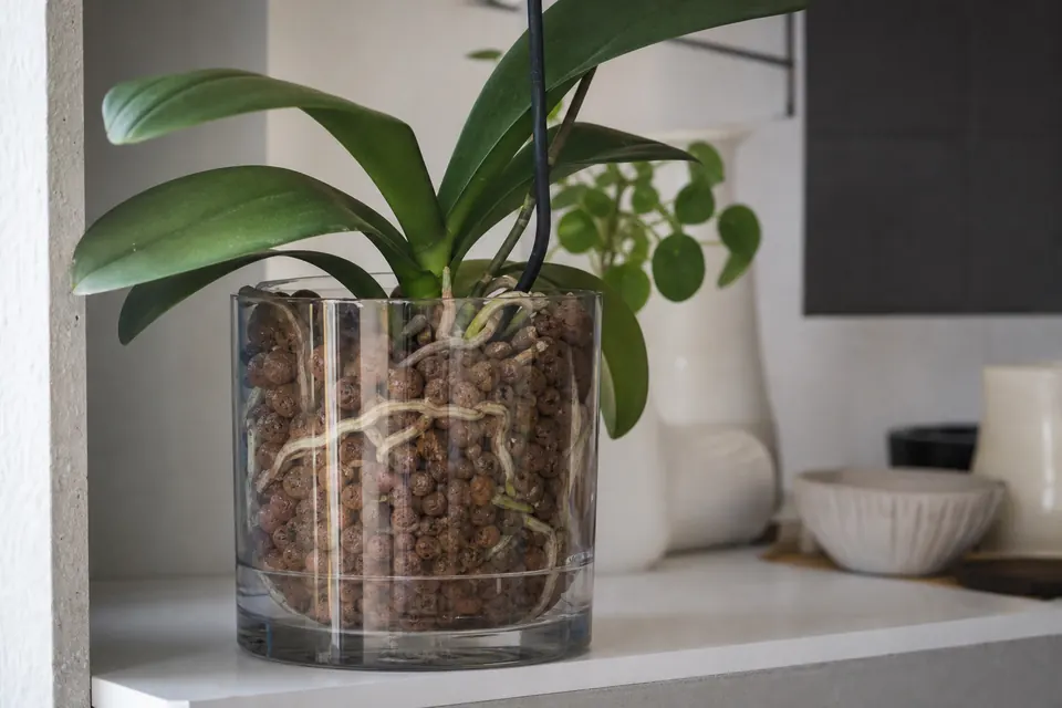 Phalaenopsis cultivé dans des billes d’argile avec une réserve d’eau visible au fond du pot