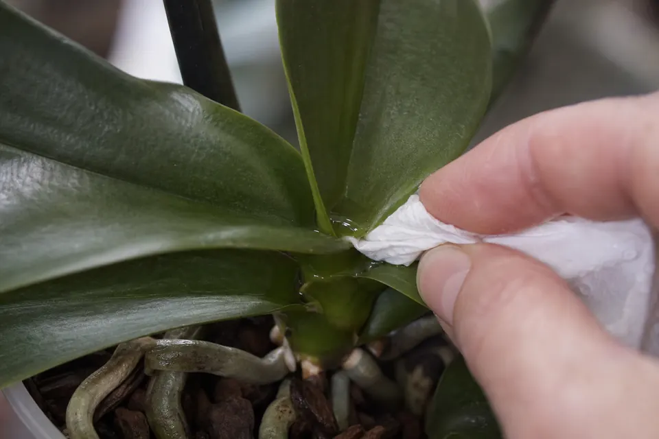 Un coin de papier absorbant retire l’eau restée au cœur des feuilles d’une orchidée