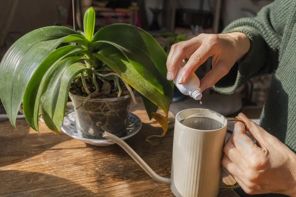 Préparation d’une eau d’arrosage avec quelques gouttes d’engrais pour orchidée