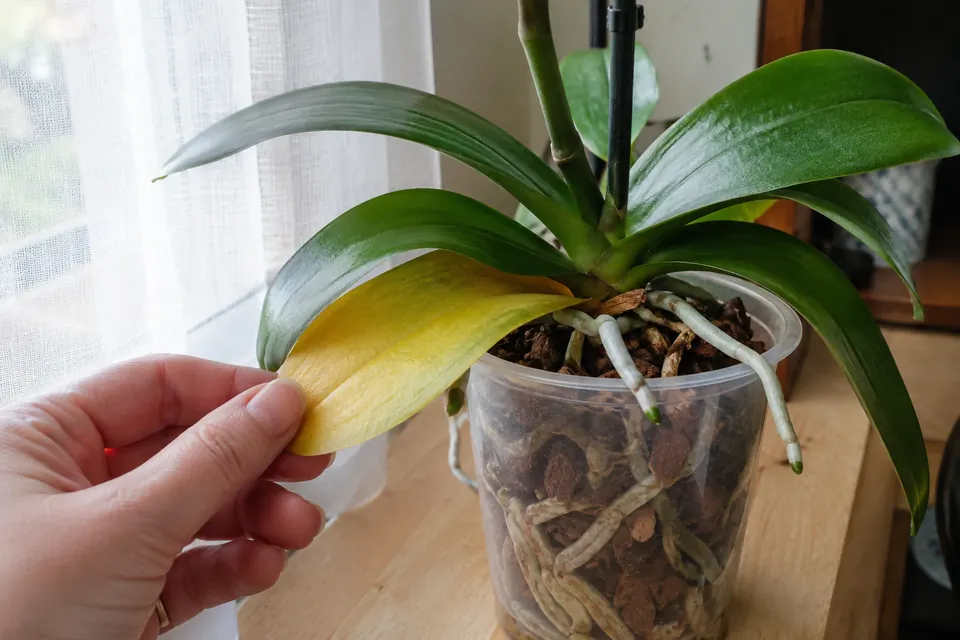 Main qui soulève la vieille feuille jaunie à la base d’un phalaenopsis dont les autres feuilles sont bien vertes