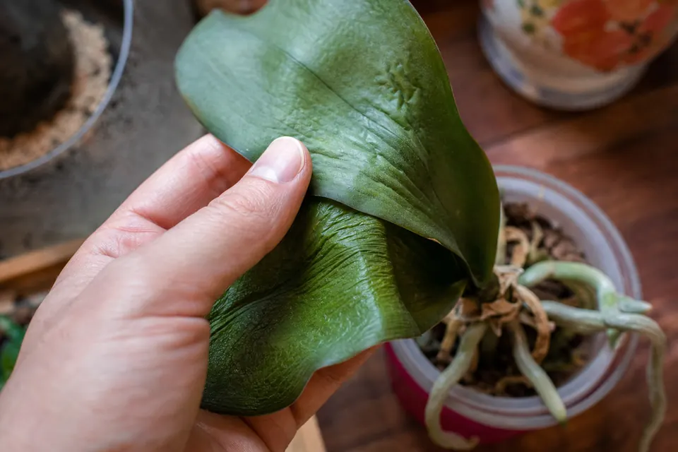 Gros plan sur une feuille de phalaenopsis molle et plissée tenue entre deux doigts