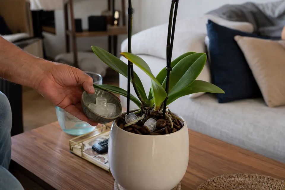 Trois glaçons posés sur l’écorce d’une orchidée en pot, sur une table de salon