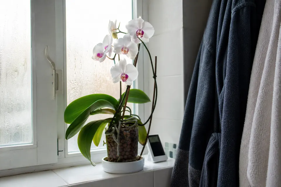 Orchidée posée sur un plateau de billes d’argile humides dans une salle de bains lumineuse