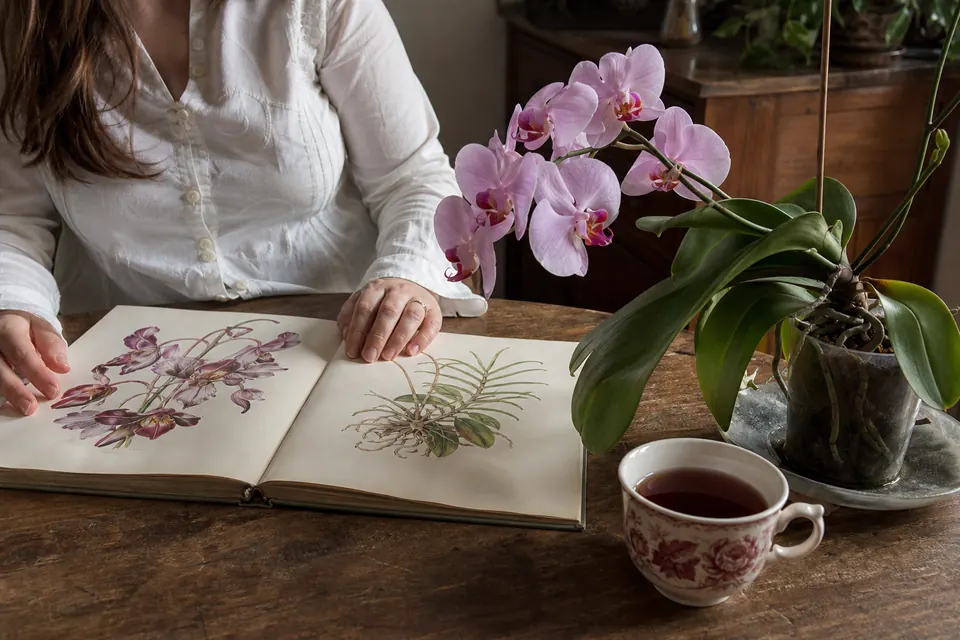 Livre de botanique ouvert sur une table à côté d’une fleur de phalaenopsis