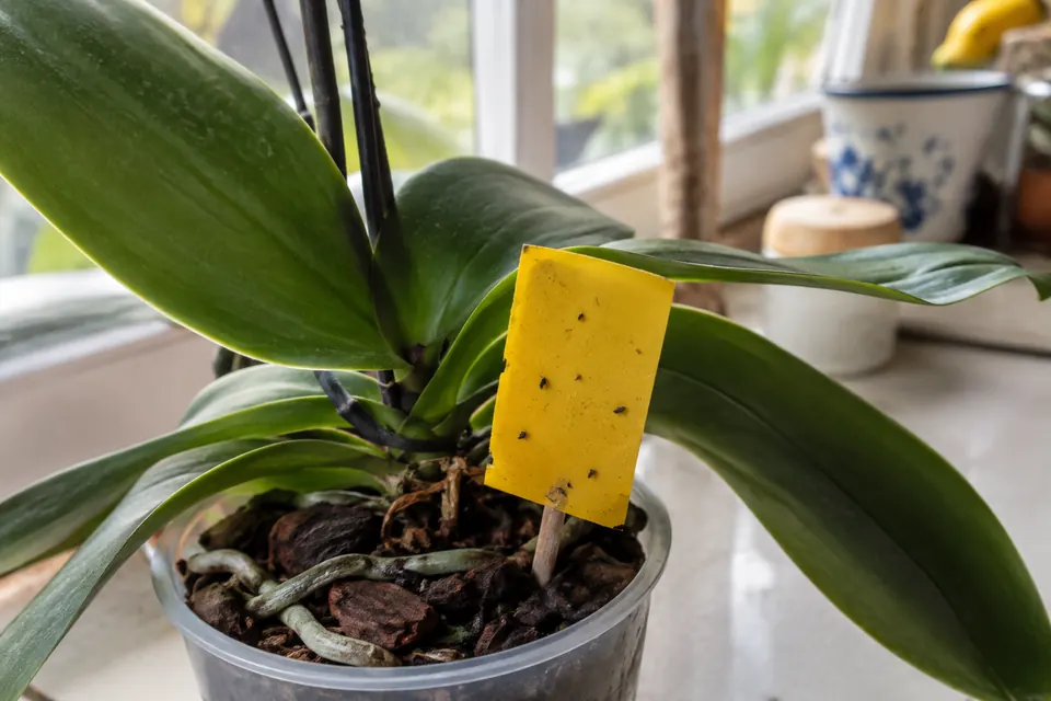 Piège jaune englué planté dans le pot d’un phalaenopsis, avec quelques petits moucherons noirs collés