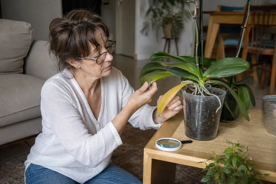 Une femme compare deux feuilles de phalaenopsis pour diagnostiquer un problème