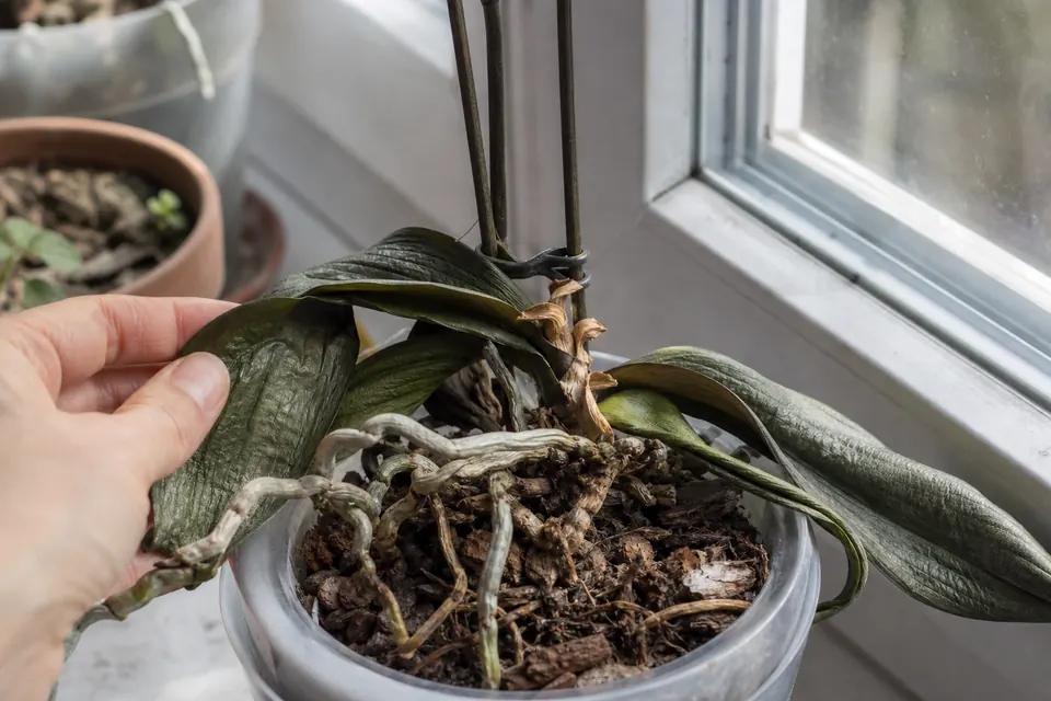 Phalaenopsis assoiffé aux feuilles ridées et racines grises, près d’une fenêtre ensoleillée