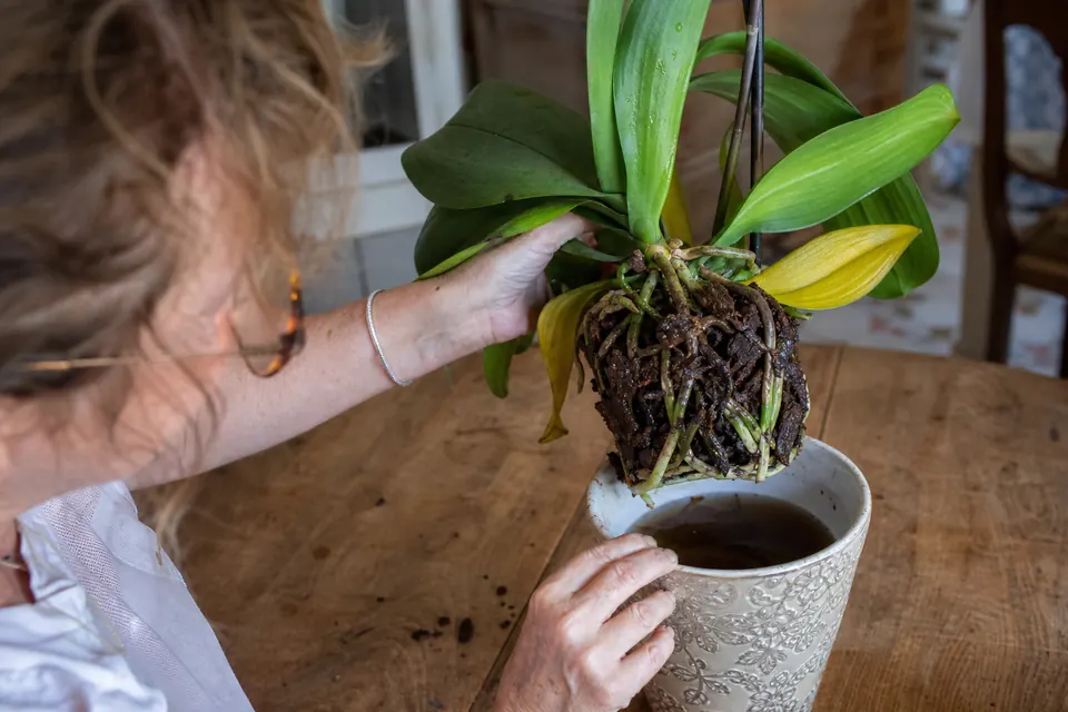 Pot de phalaenopsis détrempé avec de l’eau stagnante au fond du cache-pot