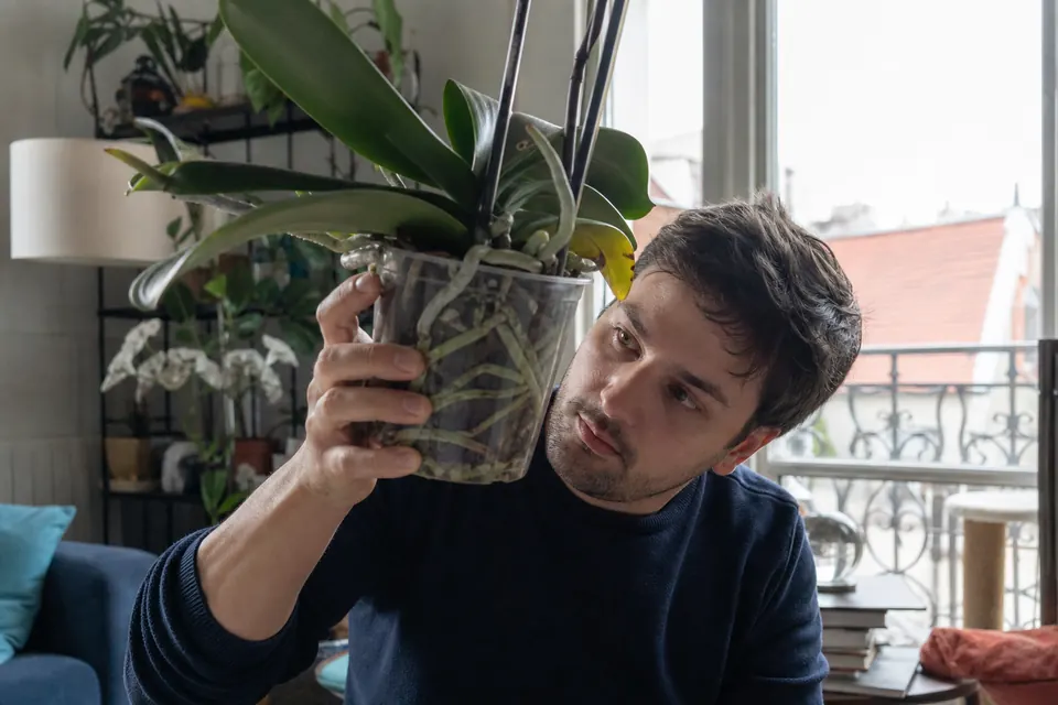 Phalaenopsis dans un pot transparent tenu à hauteur des yeux pour observer ses racines