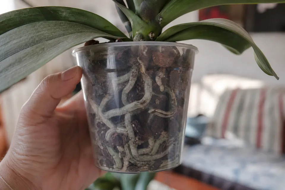 Gros plan sur un pot transparent montrant des racines argentées, signe qu’il est temps d’arroser