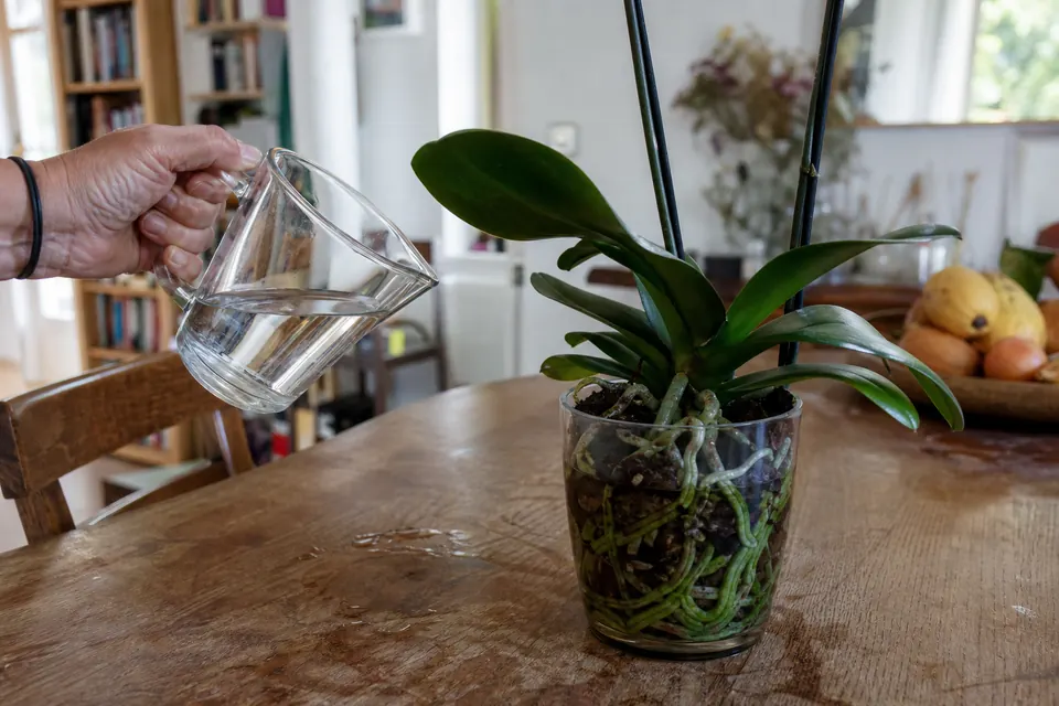 Verre doseur rempli d’eau posé à côté d’un phalaenopsis en pot sur une table