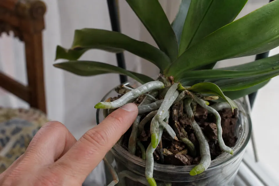 Racines aériennes d’un phalaenopsis qui s’échappent du pot, vertes à l’extrémité