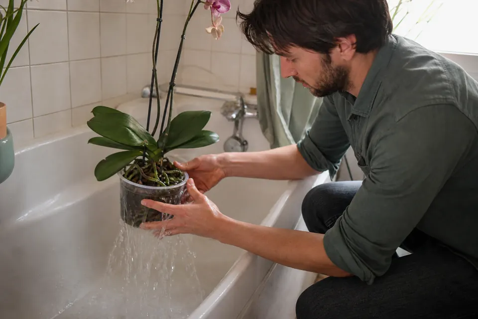 Rinçage abondant d’un pot d’orchidée sous l’eau pour éliminer les sels accumulés