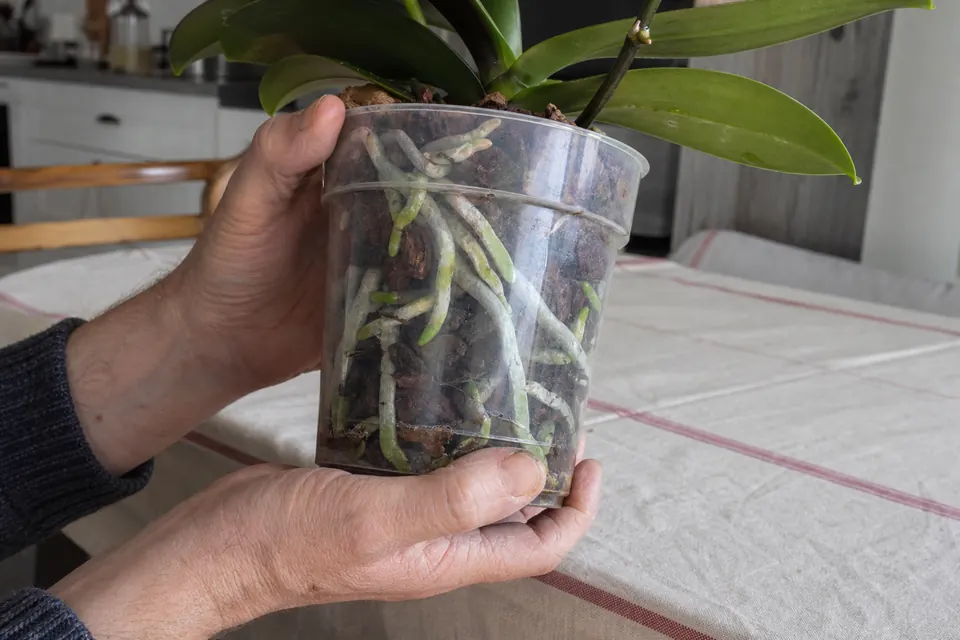 Mains qui soulèvent un pot transparent de phalaenopsis pour en vérifier le poids et la couleur des racines