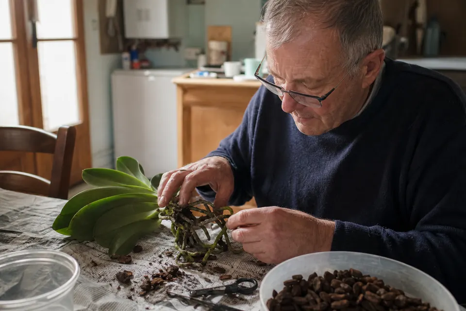 Un homme examine les racines d’une orchidée sortie de son pot sur du papier journal