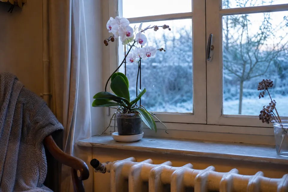 Phalaenopsis en fleurs près d’une fenêtre en hiver, radiateur en dessous et jardin givré dehors