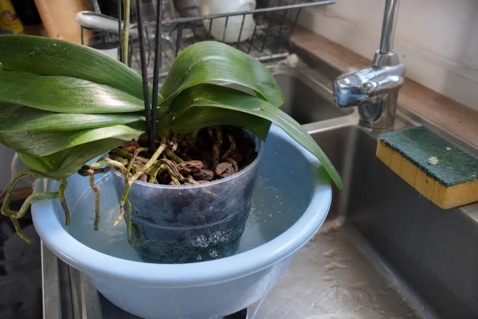 Un phalaenopsis trempe dans une bassine d’eau posée dans un évier de cuisine