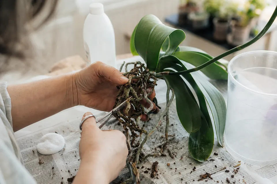 Coupe des racines pourries d’un phalaenopsis avec des ciseaux désinfectés